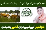Free Cows and Buffaloes for Rural Women in Punjab 2025
